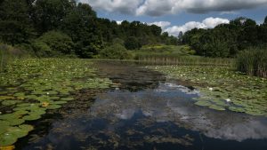 65The Cornell Arboretum on a Spectacular Summer DayLuke Colavito Tompkins County