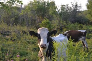 92 Holy Cow!Meaghan Kurucz Madison County