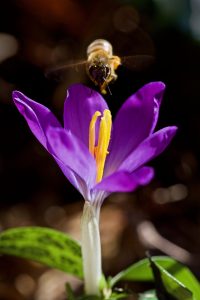 9Crocus and BeeEric VandewaterOneida County