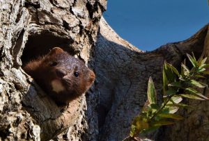 15Curious Mink Cindy Bevan Onondaga County