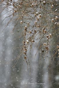 48							Tamarack, beauty in winter		Julie BarneyOswego