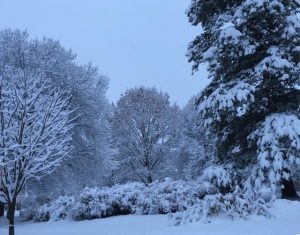 68 A Wintery Walk To WorkDani B Tompkins County