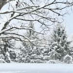 13 																																																																																											
Winters DreamMichelle Danti																																																																																																																																			Oneida
