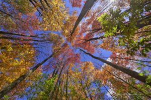 35Nature's Color Palette David Spaulding Schuyler County