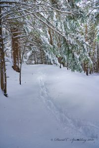 33Silence of the ForestDavid SpauldingCortland County