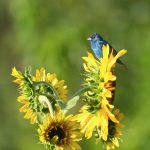 59 																																																																																											
Indigo Bunting at Golden Hour																																																									Meg Schader																																									Onondaga