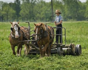 39Young Amish boy cutting Hay Wolfgang Tinz  Seneca County