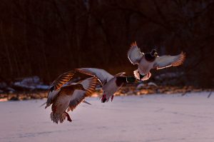 20Ducks on a frozen pondTimothy Kane Onondaga County