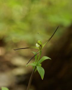 68Large Whorled Pogonia and polinator friend Bard V Prentiss  Tompkins County