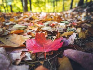 22Falling Leaves John Lukach Cortland County