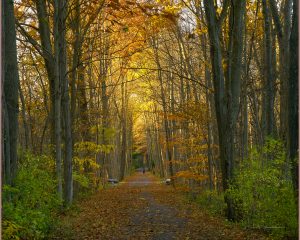 55A Walk in the Autumn WoodsDavid Spaulding Tompkins County