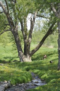 16Summer Field  Linda Chapman  Onondaga County