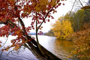 71Taken along shores of Whitney Point ReservoirDavid Spaulding Broome County