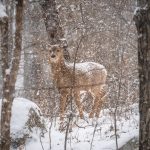 19 																																																																																											
Wellesley Island Whitetail			Chad Van Slyke																																																																																																																																					Jefferson