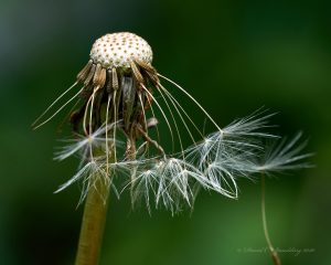 42After the Flower David Spaulding  Cortland County