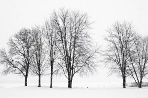 100Trees of WinterJan MinerOnondaga County