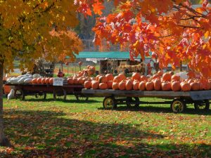 21Autumn's Beauty & BountyScott Trefz Madison