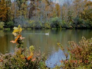 80Onondaga Lake Park (near Wegman's Dog Park)Gloria Mazin Onondaga County