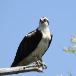 20 																																																																																											
Ospreys are Back!																																																																																																							Judy Cook																																																																	Onondaga