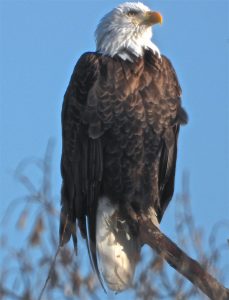 28Watching Over the Inner HarborJudith Cook Onondaga