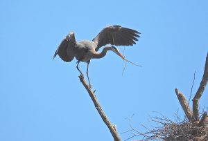 32 	Nesting Time	Judith CookCayuga