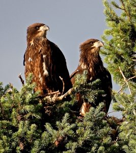 8 													The Ska-nonh EagletsJudy CookOnondaga