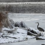 17 																																																																																											
Icy January Morn																																																																								Judy Cook																																																Onondaga