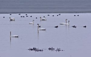 62 Swans on Onondaga LakeAndrew Byrne Onondaga County