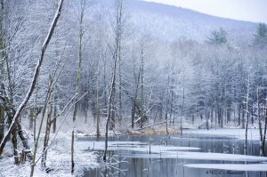 51Lindsay Parsons Biodiversity PreserveCynthia Massicci Tompkins County