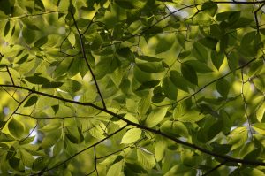 67Leaf mosaicMichael Lozar Onondaga County