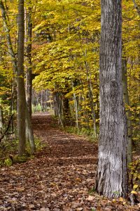 51 Autumn StrollAndrew Byrne Tompkins County