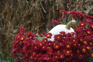 3Autumn colors Bruce Perez Oneida County