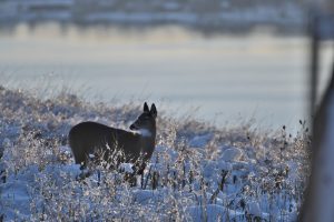 33Winter VisitorLinda Chapman Onondaga County