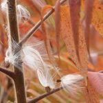 42 																																																																																											
Milkweed and Sumac																																																																															Barbara Linsley																																																								Onondaga