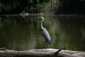 9My Blue HeronRay Trudell Onondaga County