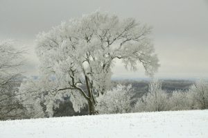 59Coated in IceBarbara LinsleyMadison County