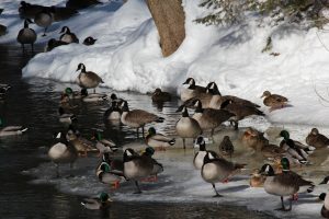 41Ducks on the waterCatherine Faulkner Cayuga County