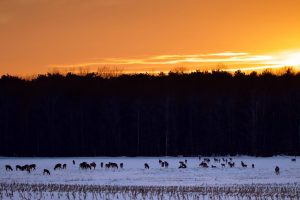 54												Deer at Sunset				Gary CranfieldJefferson