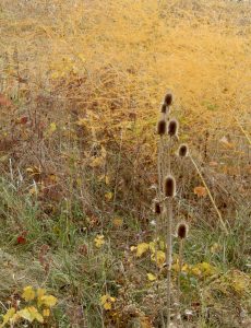 65 																																																		Golden Field		Elizabeth ClintonCayuga