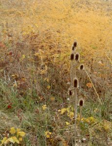 65 																																																		Golden Field		Elizabeth ClintonCayuga