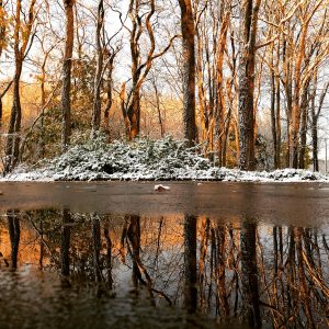 3Winters golden light Sondra Lucianovic Wayne  County