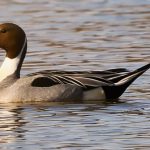 7 																																																																	Proud Pintail					Elizabeth LaMay								Seneca