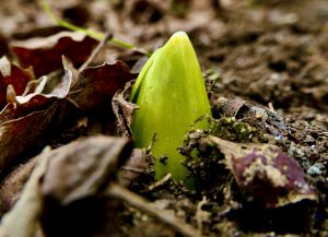 7Spring hopes eternalMichael NantonOnondaga County