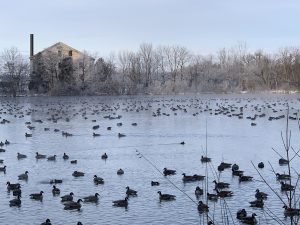 43Ducks on the pondDolores Bochenek Cayuga County