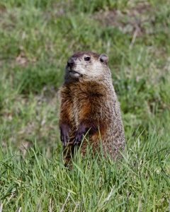 68Punxsutawney SpringDan Bocchino Onondaga County