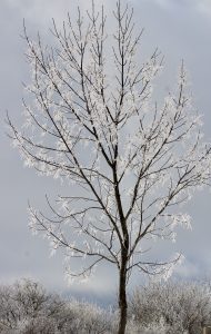 96 Crisp Christmas morning near Stone Quarry Art Park CazenoviaElizabeth LaMay Madison County