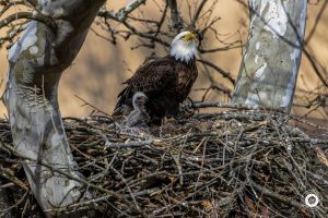 89"Dad Is that Mom?"Linda Murphy Broome County