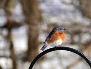 47						Eastern Bluebird Posing	Patrick VarleyOnondaga