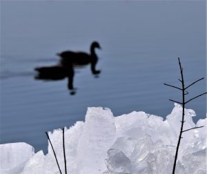 21End of the Ice AgeCindy Bevan Onondaga  County