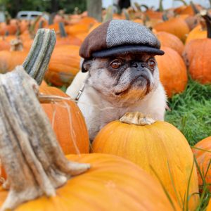 *Staff SubmissionTim's Pumpkin Patch, Marietta NYKristen Tryon  Onondaga County